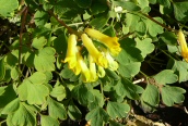 Yellow Corydalis