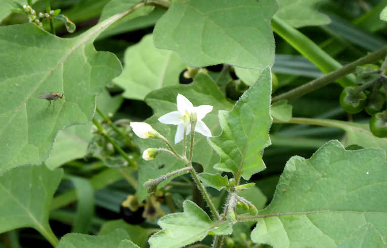 Black Nightshade 