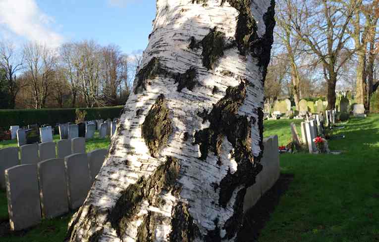 Silver Birch