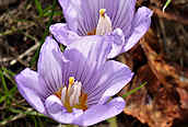 Autumn Crocus