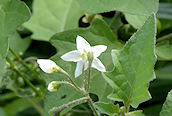 Black Nightshade