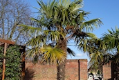 Chusan Palm