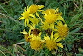 Common Ragwort