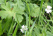 Dove'sfoot Cranesbill