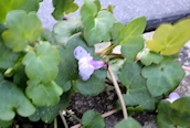 Ivy-leaved Toadflax
