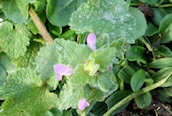 Red Dead-nettle