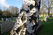 Silver Birch