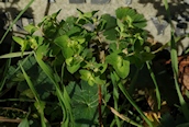Sun Spurge 