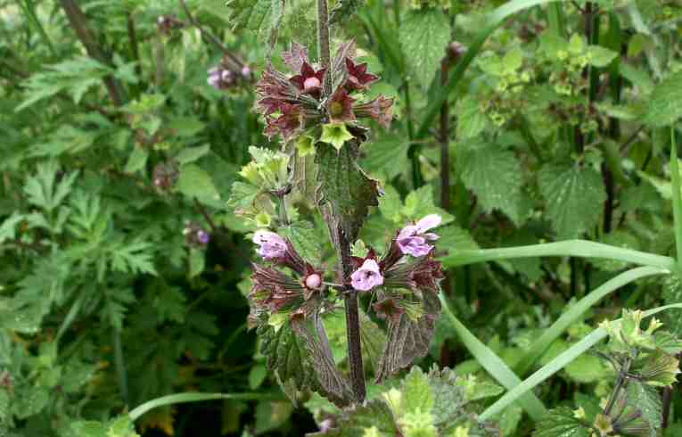 Ballota nigra