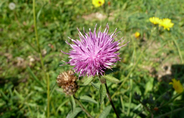 Black Knapweed