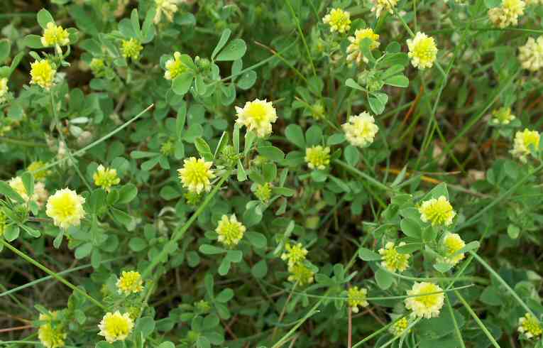 Black Medick