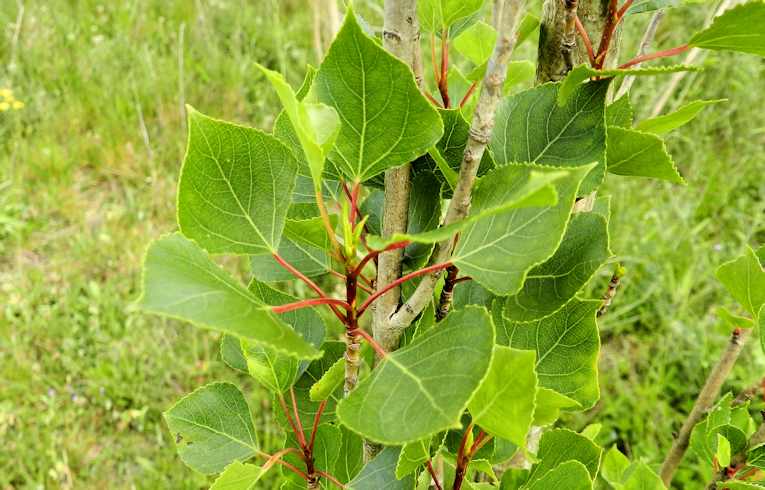 Black Poplar