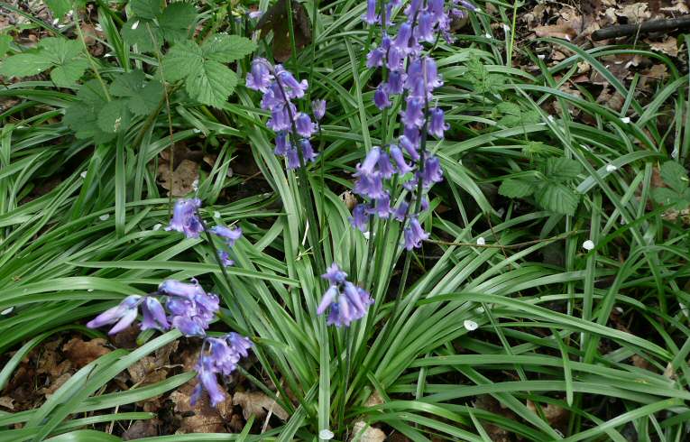 Bluebell