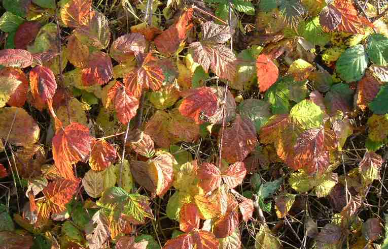 Rubus fruticosus