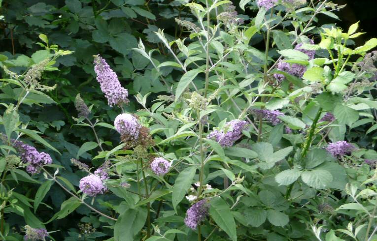 Buddleja