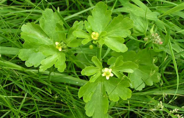 Ranunculus sceleratus