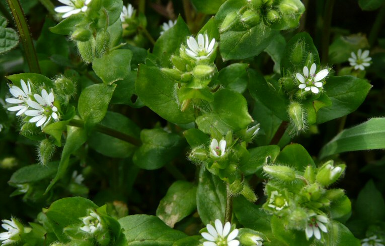 Common Chickweed