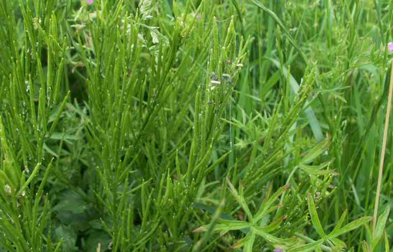 Equisetum arvense