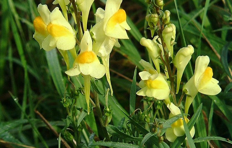 Linaria vulgaris