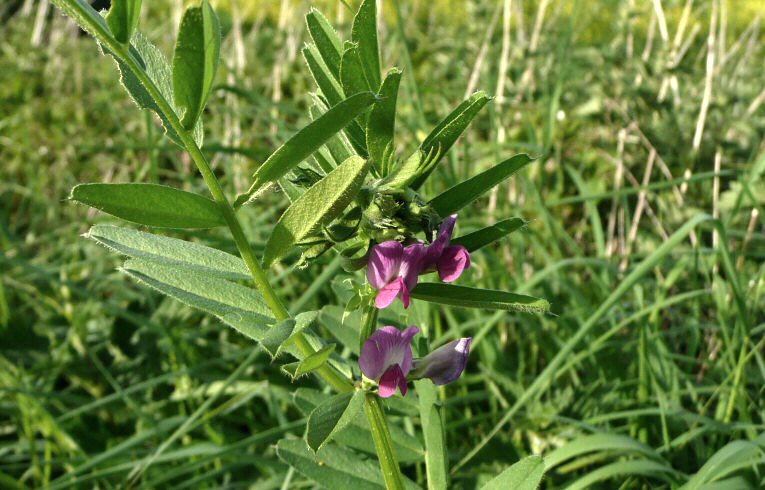 Common Vetch
