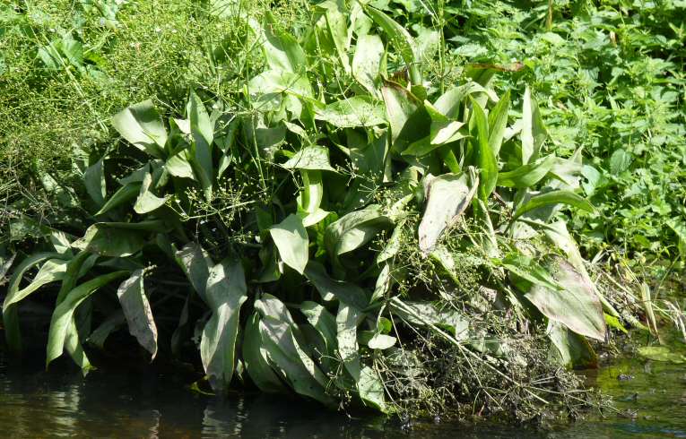 Common Water Plantain