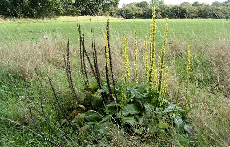 Verbascum nigrum