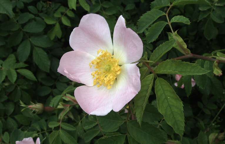 Rosa canina