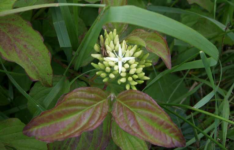 Cornus sp.