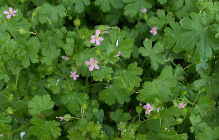 Geranium molle