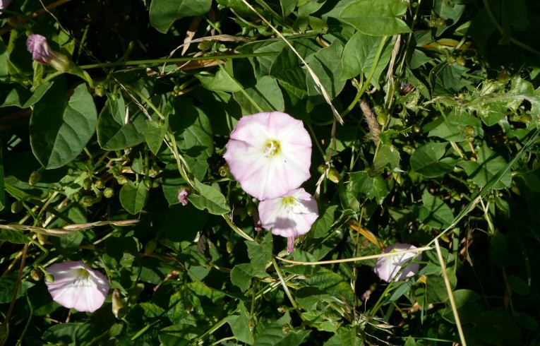 Field Bindweed