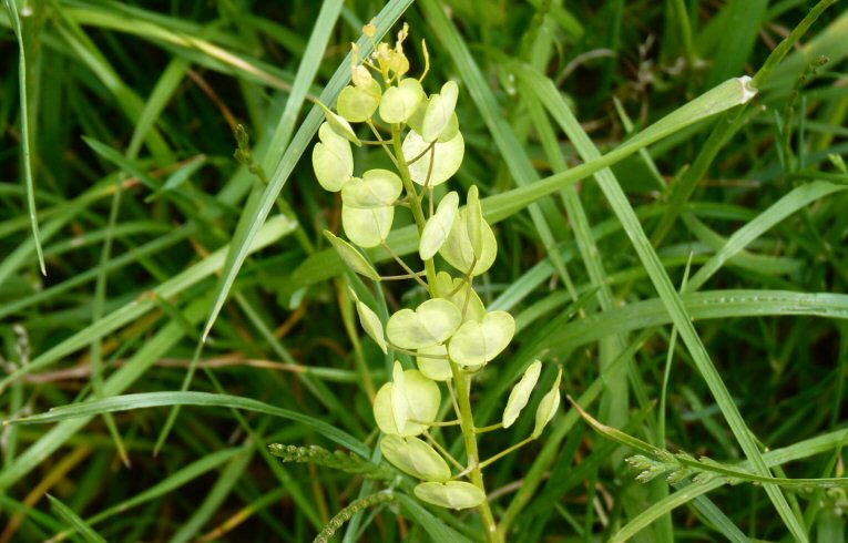 Field Pennycress