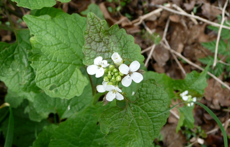 Hedge Mustard