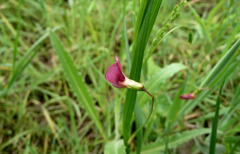 Grass Vetchling