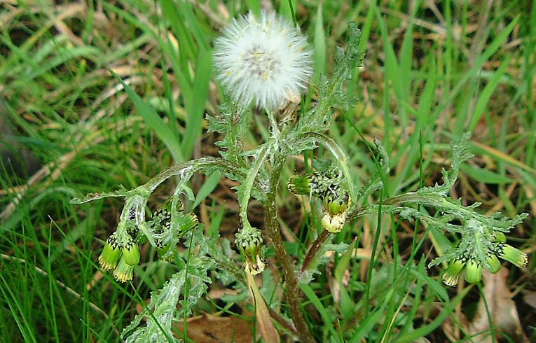 Groundsel