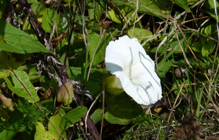Hedge Bindweed