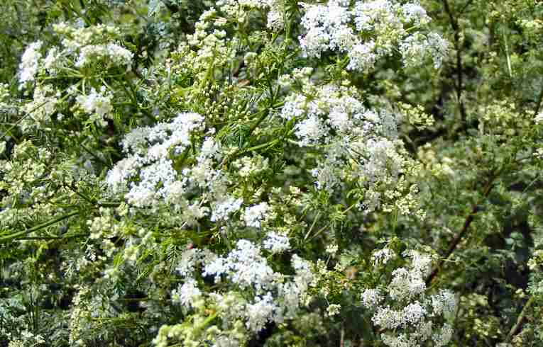 Conium maculatum