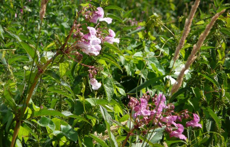 Himalayan Balsam