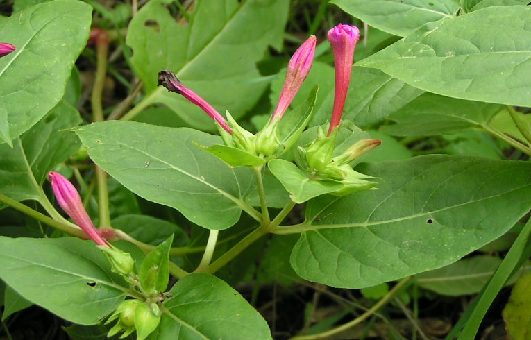 Honeysuckle