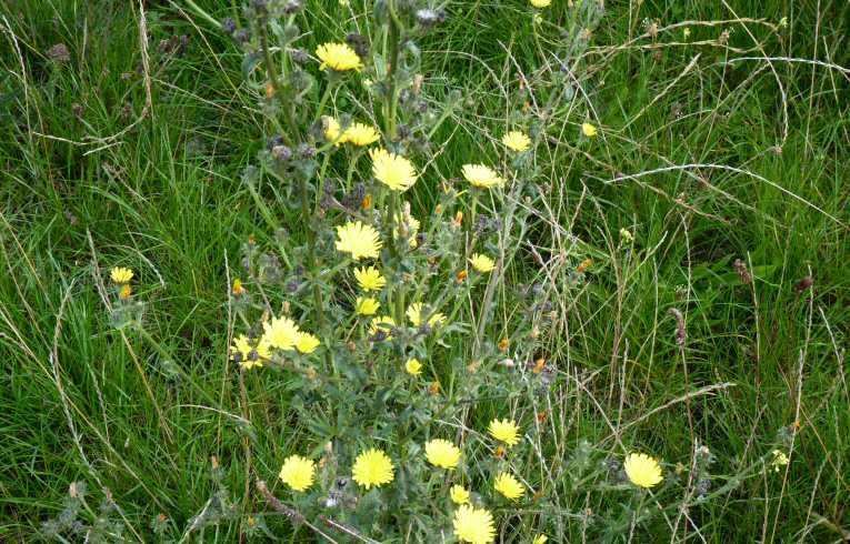 Leafy Hawkweed