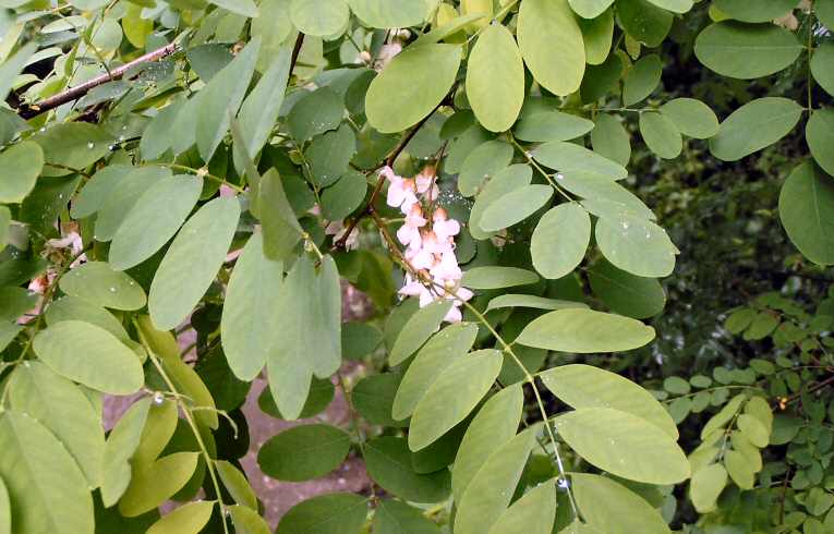 Robinia pseudoacacia