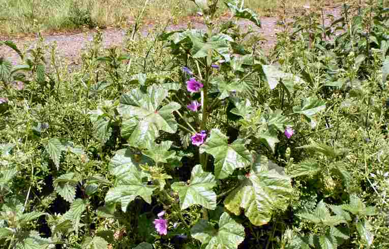Malva sylvestris