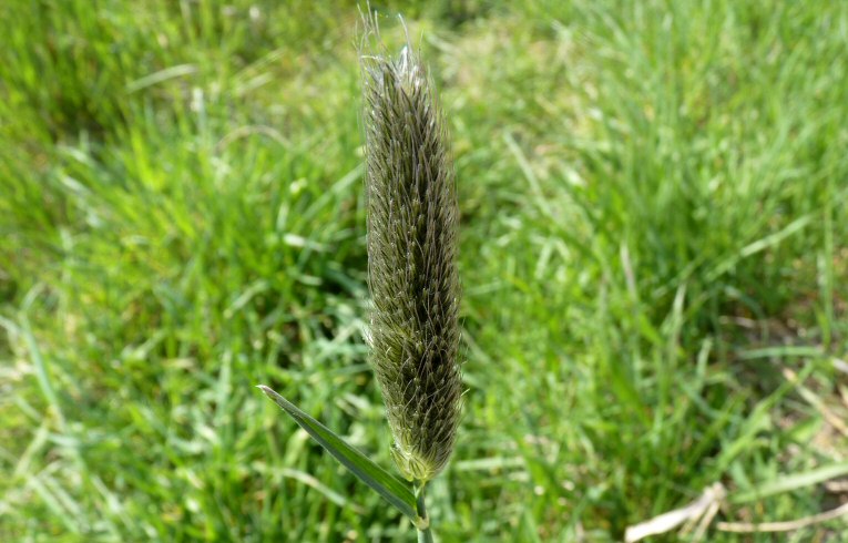Meadow Foxtail