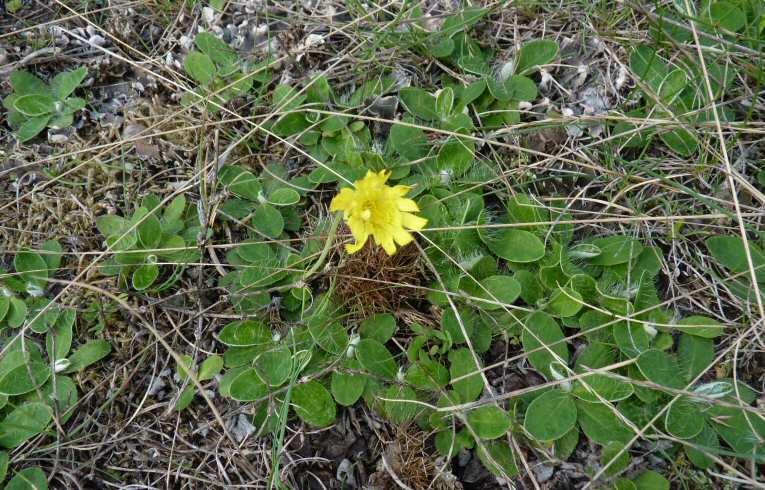 Mouse-ear Hawkweed