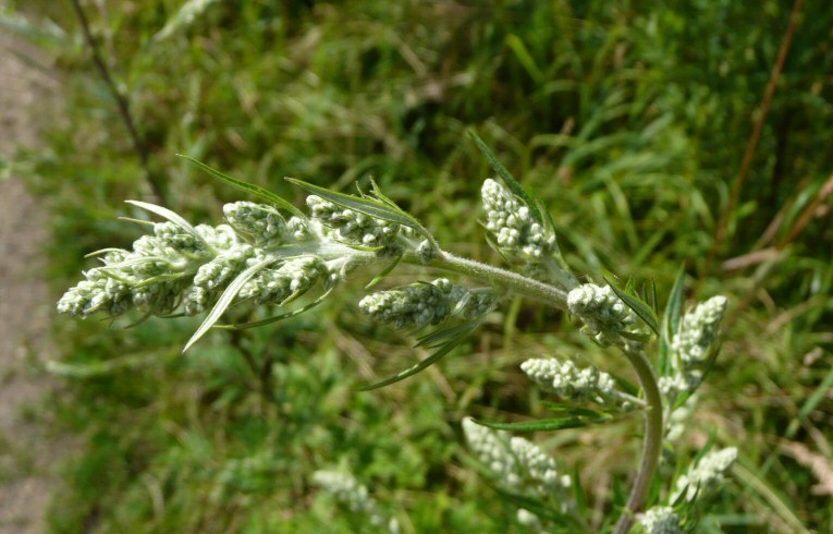 Mugwort