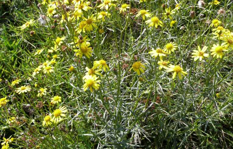 Narrow-leaved Ragwort