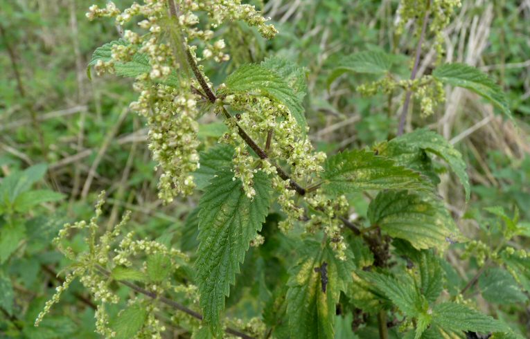 Nettle