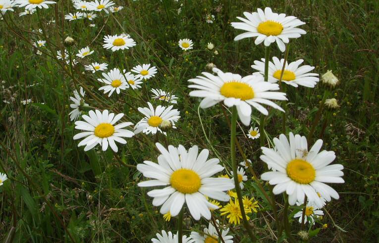 Ox-eye Daisy
