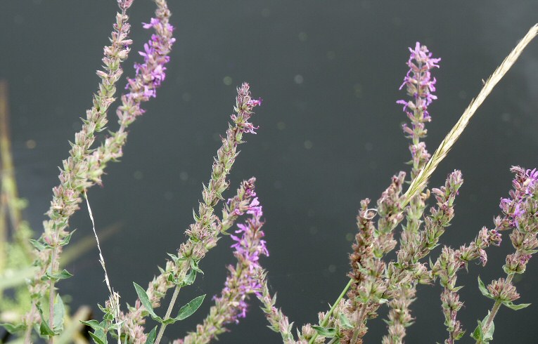 Purple Loosestrife