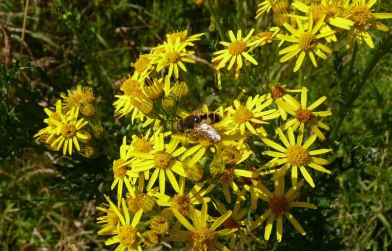 Common Ragwort