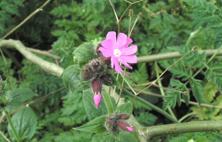 Silene dioica